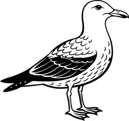 Fototapeta premium A black and white drawing of a seagull