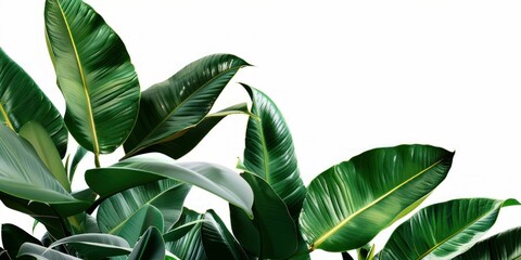 Green Tropical Leaves on White Background. Generative ai