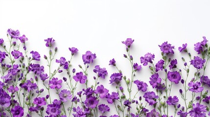 Obraz premium Purple Meadow Flowers on White Background with Copy Space Top View