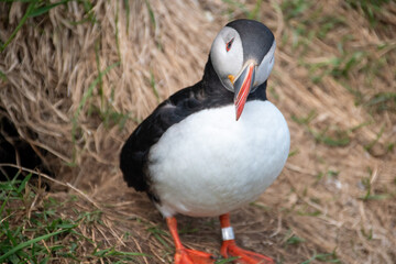 Atlantic Puffins while nesting in Eastern part of Iceland