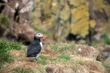 Atlantic Puffins while nesting in Eastern part of Iceland