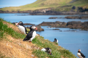 Atlantic Puffins while nesting in Eastern part of Iceland