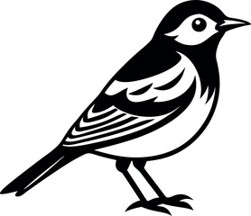 A black and white bird with a white head