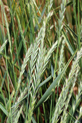Grass weed creeping (Elymus repens) wheat grows in the field