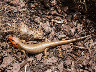 Broad-headed skink with distinctly red head from above.