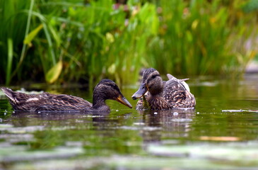 Junge Ente im Botanischen Garten in Freiburg