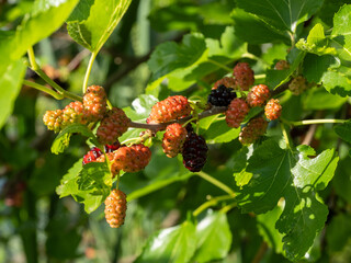 Fruit from mulberry tree with sun coming through greenery.
