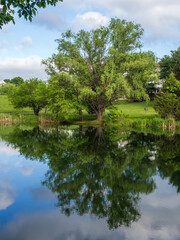 Obraz premium Beautiful tree with summer green leaves reflected in a mirror like pond in a neighborhood in Ashburn, Virginia, USA.