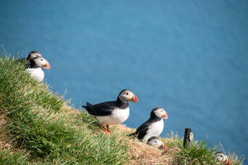 Atlantic Puffins while nesting in Eastern part of Iceland