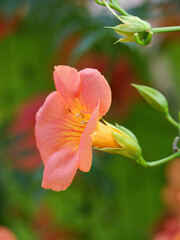 Fototapeta premium 夏から秋にかけて赤色の大きな美しい花が咲くノウゼンカズラ