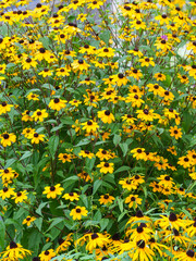 夏の花　黄色いルドベキアの花