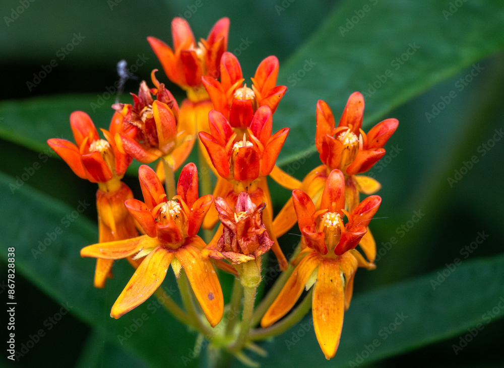 Wall mural orange lily flower