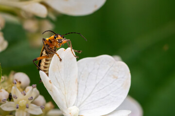 beetle on a flower