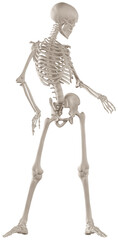 skeleton posing 3d render illustration with transparent background