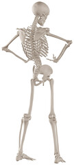 skeleton posing 3d render illustration with transparent background