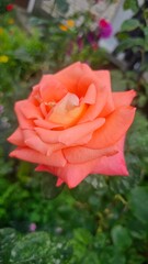 beautiful classic aromatic pink tea roses bud blooming in garden at sunny morning. close up