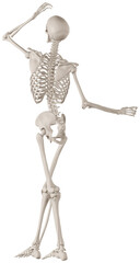 skeleton posing 3d render illustration with transparent background