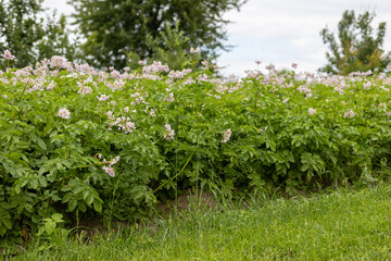 young potatoes in the garden on a sunny day