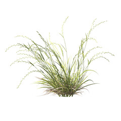 Microlaena stipoides, Ehrharta stipoides, semak, rumput, bushes, shrubs, evergreen, small tree, bush, tree, big tree, light for daylight, easy to use, 3d render, isolated