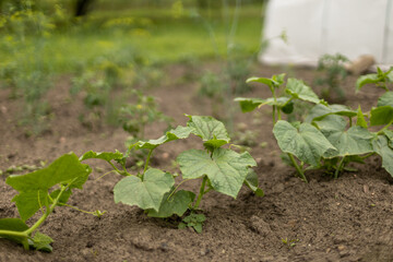 cucumber sprouts in the garden. Household.