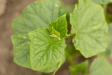 cucumber sprouts in the garden. Household.