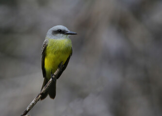 Obraz premium A Tropical Kingbird (Tyrannus melancholicus) sitting on a perch in Yucatan, Mexico.