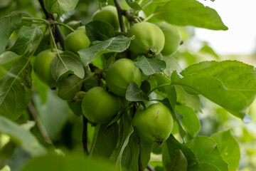 peach fruit ripens on a branch