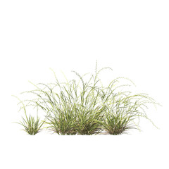 Microlaena stipoides, Ehrharta stipoides, semak, rumput, bushes, shrubs, evergreen, small tree, bush, tree, big tree, light for daylight, easy to use, 3d render, isolated
