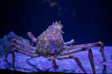 The Japanese spider crab at an aquarium (Macrocheira kaempferi), species of marine crab in Japan