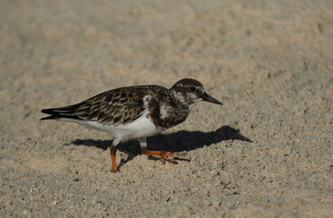 A Ruddy Turnstone (Arenaria interpres) on the beach, shot in Yucatan, Mexico.