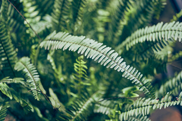 Natural green background of nephrolepis vernis in close-up. In daylight, a green plant with space to copy. High quality photo