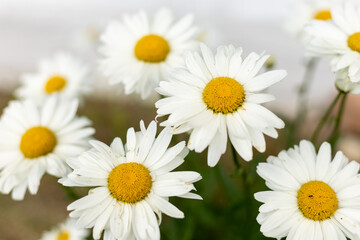 Big chamomile flower in the meadow. Yellow and white flower.