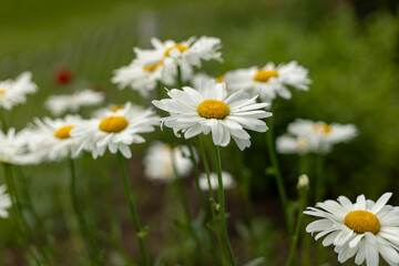 Big chamomile flower in the meadow. Yellow and white flower.