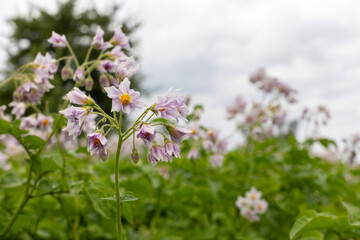 young potatoes in the garden on a sunny day