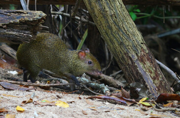A Central American Agouti (Dasyprocta punctata) feeding, shot in Yucatan, Mexico.