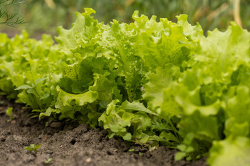 Green salad in the garden in the soil after rain