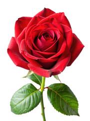 Red Rose With Green Leaves. A beautiful, vibrant red rose with lush green leaves, symbolizing love and romance. Isolated on transparent background, png.