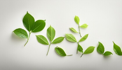 green leaves on a white table