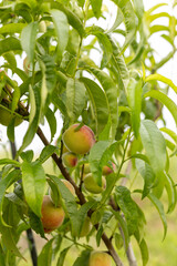 peach fruit ripens on a branch