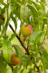 peach fruit ripens on a branch