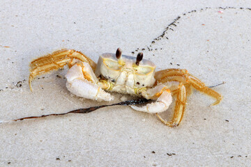 Ghost Crab on the beach at T.H. Stone Memorial Saint Joseph Peninsula State Park.
