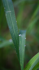 Morning dew drops on a leaf of grass