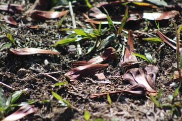 dry leaves lying on the ground. fallen leaves on the ground. details in nature. dry leaves among the green leaves.