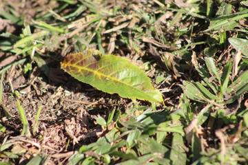 fallen leaf on the ground. fallen leaf among the plants on the ground. soil vegetation. details of nature.