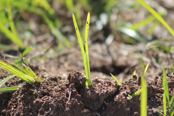 green leaves rising from the earth. leaves on the ground. details of nature. leaf with blurred background. plant with selective focus.