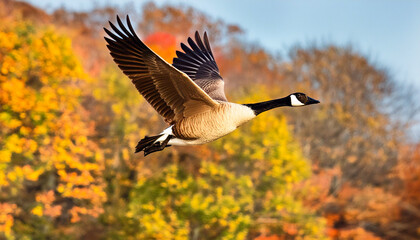 A flying Canadian goose against blurred autumnal trees background © fifthplanet