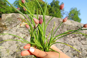 Wild growing chives. Held in hand. Järfälla, Stockholm, Sweden, Scandinavia, Europe.