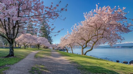 Blooming cherry blossoms under clear skies