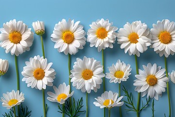 Fototapeta premium Spring Floral Delight: Beautiful White Daisies on Blue Background - Perfect for Greeting Cards, Posters, and Prints