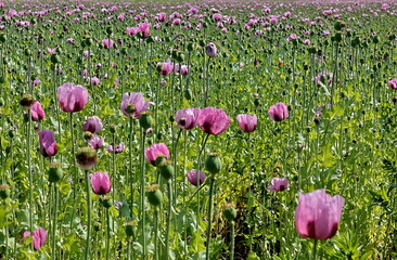 Schlafmohn-Blüten und Samenkapseln im Frühling